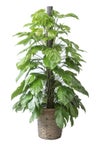 観葉植物 通販 マングーカズラ 10号鉢 キャラメルブラウン鉢カバー付き 観葉植物 本物