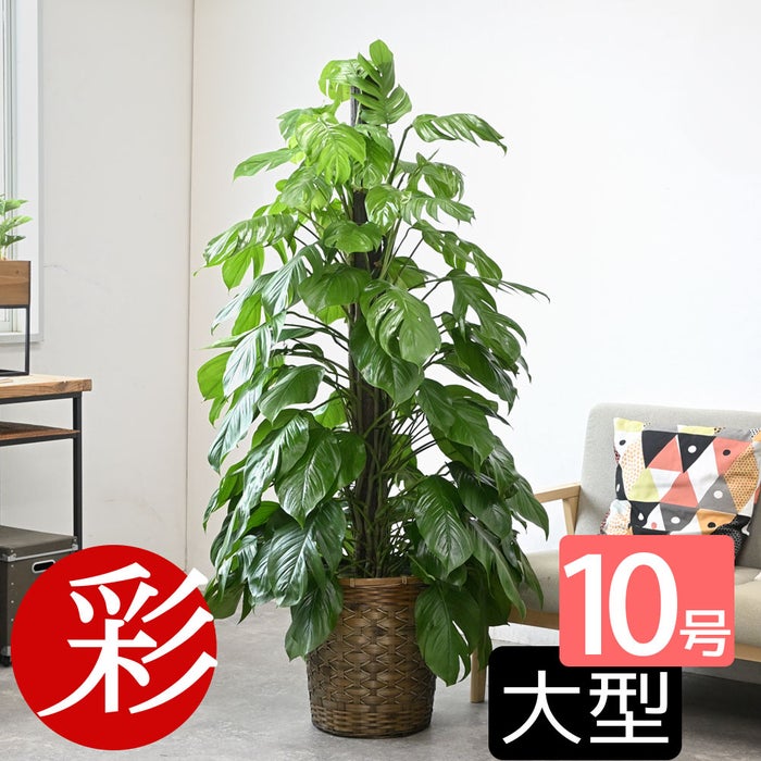 観葉植物 通販 マングーカズラ 10号鉢 キャラメルブラウン鉢カバー付き 観葉植物 本物