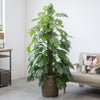 観葉植物 通販 マングーカズラ 10号鉢 キャラメルブラウン鉢カバー付き 観葉植物 本物