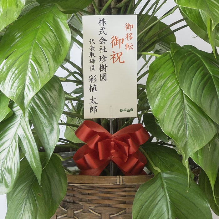 観葉植物 通販 マングーカズラ 10号鉢 キャラメルブラウン鉢カバー付き 観葉植物 本物