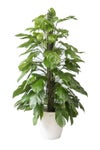観葉植物 通販 マングーカズラ 10号鉢 ラスター白鉢カバー付き 観葉植物 本物