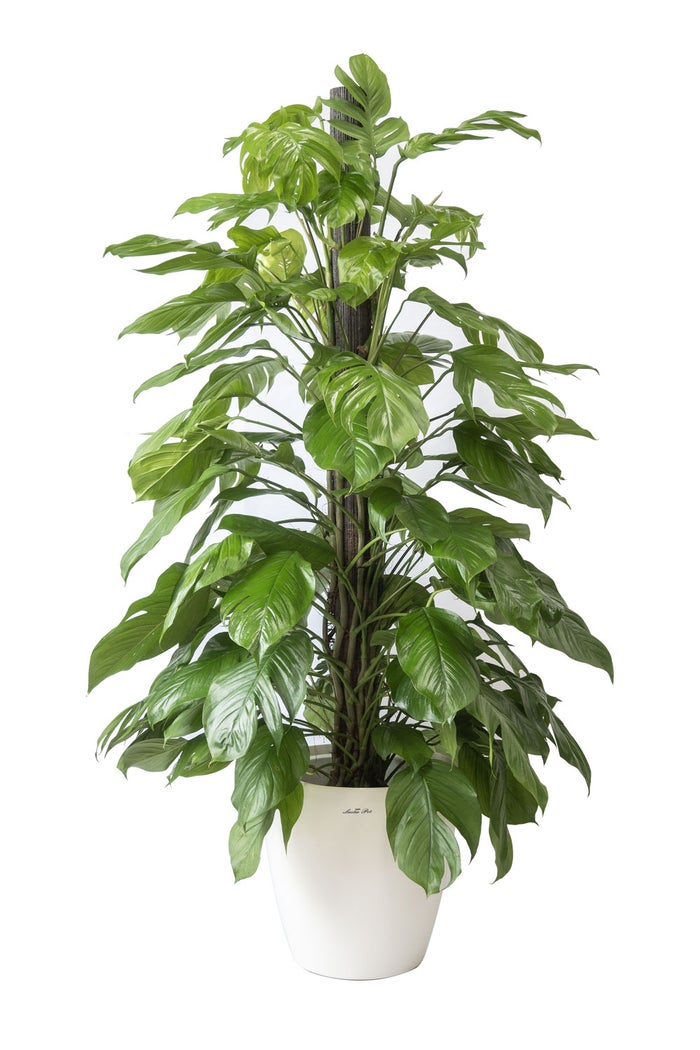 観葉植物 通販 マングーカズラ 10号鉢 ラスター白鉢カバー付き 観葉植物 本物