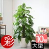 観葉植物 通販 マングーカズラ 10号鉢 ラスター白鉢カバー付き 観葉植物 本物