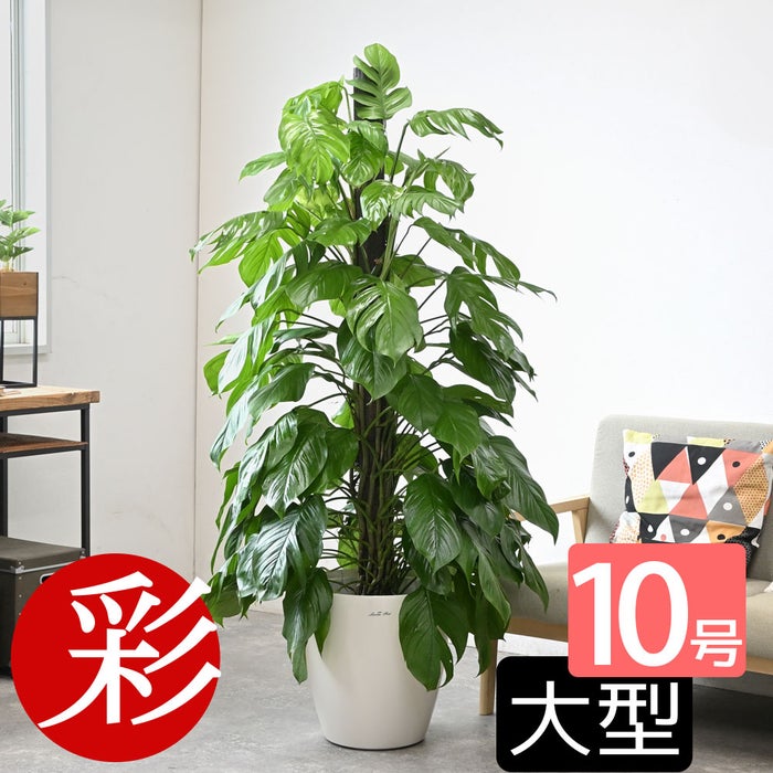 観葉植物 通販 マングーカズラ 10号鉢 ラスター白鉢カバー付き 観葉植物 本物