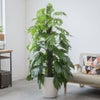 観葉植物 通販 マングーカズラ 10号鉢 ラスター白鉢カバー付き 観葉植物 本物
