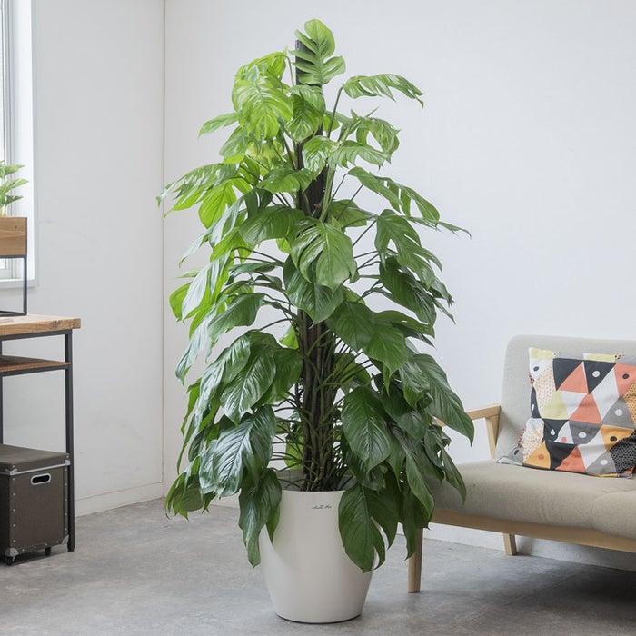 観葉植物 通販 マングーカズラ 10号鉢 ラスター白鉢カバー付き 観葉植物 本物