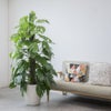 観葉植物 通販 マングーカズラ 10号鉢 ラスター白鉢カバー付き 観葉植物 本物