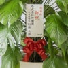観葉植物 通販 マングーカズラ 10号鉢 ラスター白鉢カバー付き 観葉植物 本物