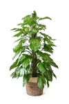 観葉植物 通販 マングーカズラ 10号鉢 ツートーン鉢カバー付き 観葉植物 本物