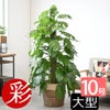 観葉植物 通販 マングーカズラ 10号鉢 ツートーン鉢カバー付き 観葉植物 本物