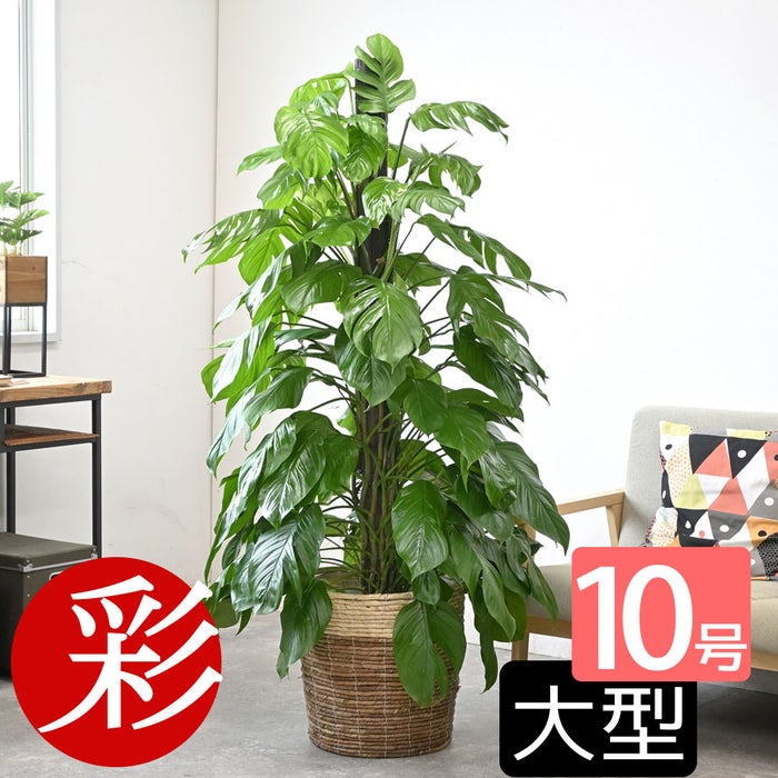観葉植物 通販 マングーカズラ 10号鉢 ツートーン鉢カバー付き 観葉植物 本物