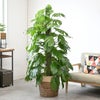 観葉植物 通販 マングーカズラ 10号鉢 ツートーン鉢カバー付き 観葉植物 本物