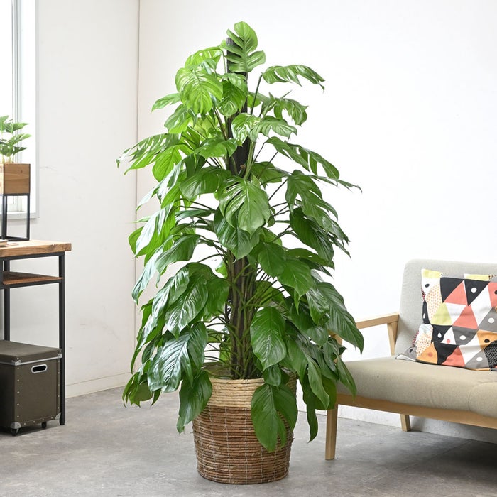 観葉植物 通販 マングーカズラ 10号鉢 ツートーン鉢カバー付き 観葉植物 本物