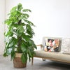 観葉植物 通販 マングーカズラ 10号鉢 ツートーン鉢カバー付き 観葉植物 本物