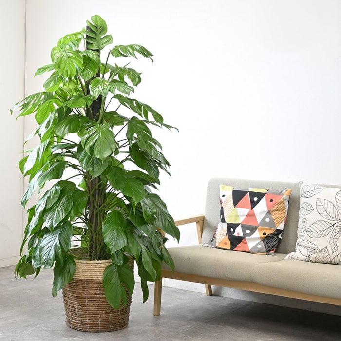 観葉植物 通販 マングーカズラ 10号鉢 ツートーン鉢カバー付き 観葉植物 本物