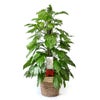 観葉植物 通販 マングーカズラ 10号鉢 ツートーン鉢カバー付き 観葉植物 本物