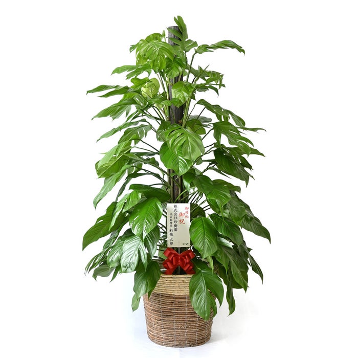 観葉植物 通販 マングーカズラ 10号鉢 ツートーン鉢カバー付き 観葉植物 本物