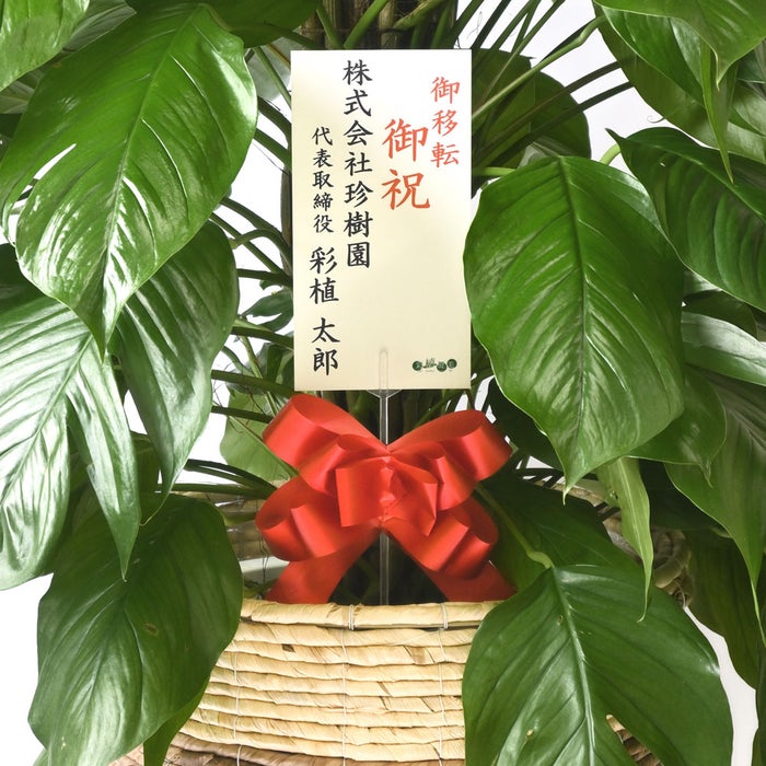 観葉植物 通販 マングーカズラ 10号鉢 ツートーン鉢カバー付き 観葉植物 本物