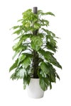 観葉植物 通販 マングーカズラ 10号鉢 ガルボ鉢カバー付き 観葉植物 本物