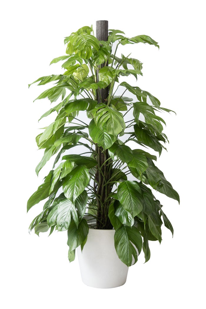 観葉植物 通販 マングーカズラ 10号鉢 ガルボ鉢カバー付き 観葉植物 本物