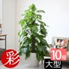 観葉植物 通販 マングーカズラ 10号鉢 ガルボ鉢カバー付き 観葉植物 本物