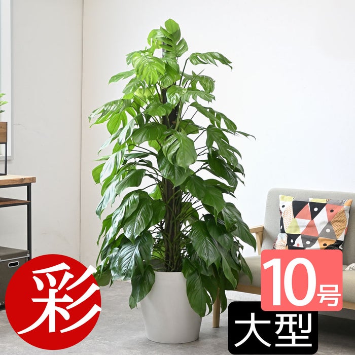 観葉植物 通販 マングーカズラ 10号鉢 ガルボ鉢カバー付き 観葉植物 本物