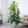 観葉植物 通販 マングーカズラ 10号鉢 ガルボ鉢カバー付き 観葉植物 本物