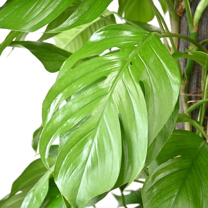 観葉植物 通販 マングーカズラ 10号鉢 ガルボ鉢カバー付き 観葉植物 本物
