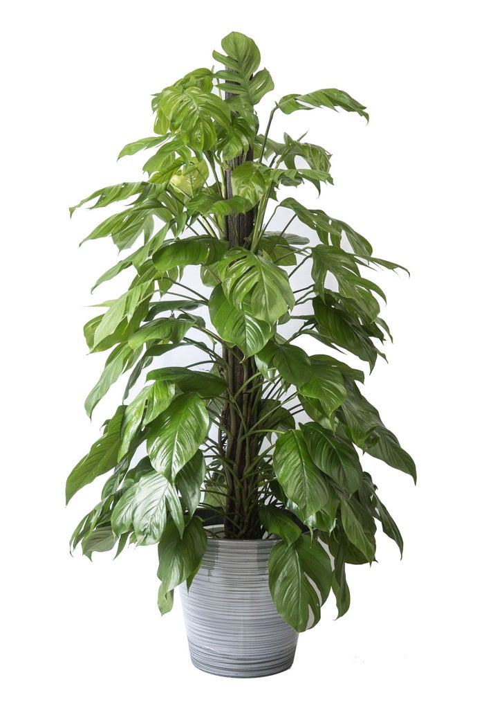 観葉植物 通販 マングーカズラ 10号鉢 エコフレンドリーポット鉢カバー付き 観葉植物 本物