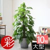 観葉植物 通販 マングーカズラ 10号鉢 エコフレンドリーポット鉢カバー付き 観葉植物 本物
