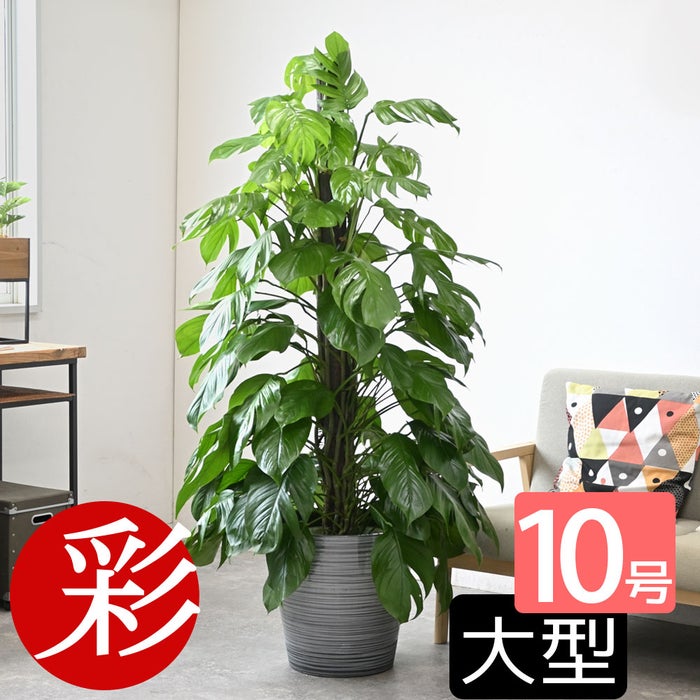 観葉植物 通販 マングーカズラ 10号鉢 エコフレンドリーポット鉢カバー付き 観葉植物 本物