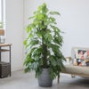 観葉植物 通販 マングーカズラ 10号鉢 エコフレンドリーポット鉢カバー付き 観葉植物 本物