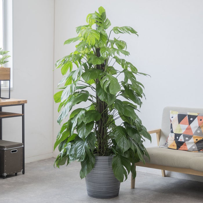 観葉植物 通販 マングーカズラ 10号鉢 エコフレンドリーポット鉢カバー付き 観葉植物 本物