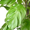 観葉植物 通販 マングーカズラ 10号鉢 エコフレンドリーポット鉢カバー付き 観葉植物 本物