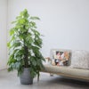 観葉植物 通販 マングーカズラ 10号鉢 エコフレンドリーポット鉢カバー付き 観葉植物 本物