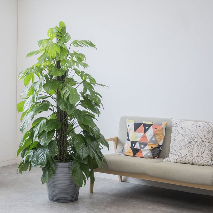 観葉植物 通販 マングーカズラ 10号鉢 エコフレンドリーポット鉢カバー付き 観葉植物 本物