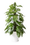 観葉植物 通販 マングーカズラ 10号鉢 ファイバークレイ鉢カバー付き 観葉植物 本物
