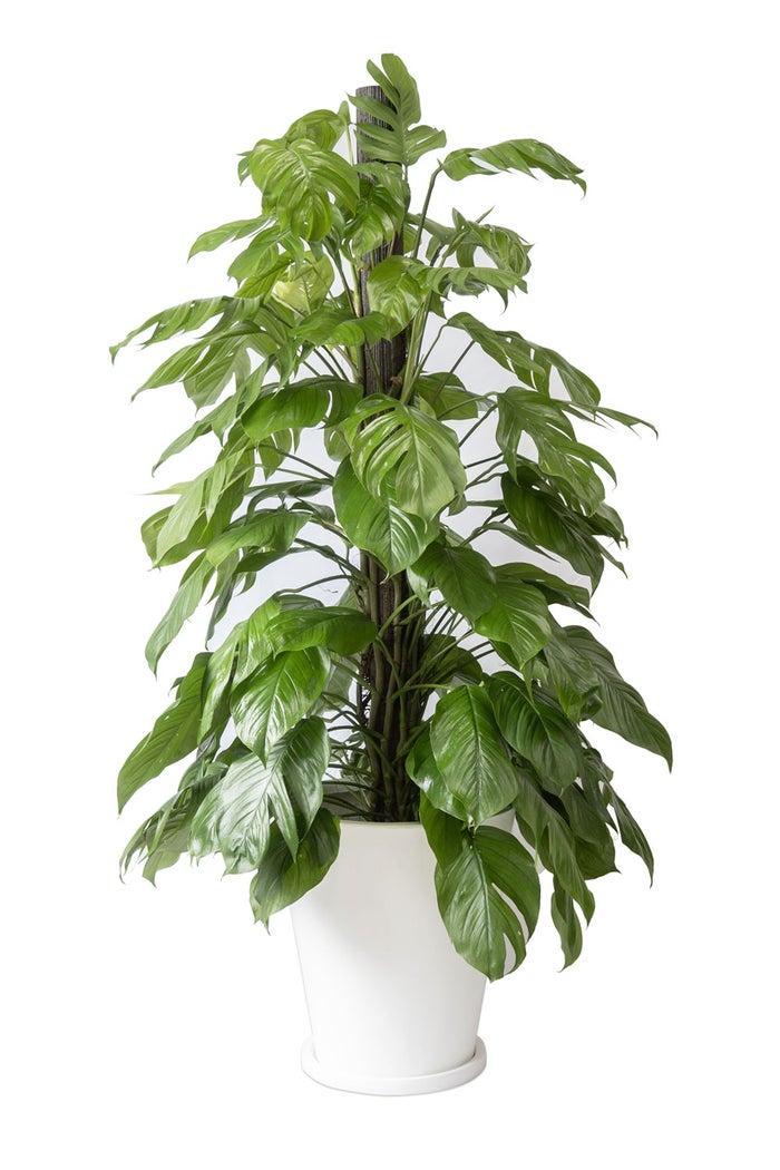 観葉植物 通販 マングーカズラ 10号鉢 ファイバークレイ鉢カバー付き 観葉植物 本物