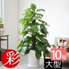 観葉植物 通販 マングーカズラ 10号鉢 ファイバークレイ鉢カバー付き 観葉植物 本物
