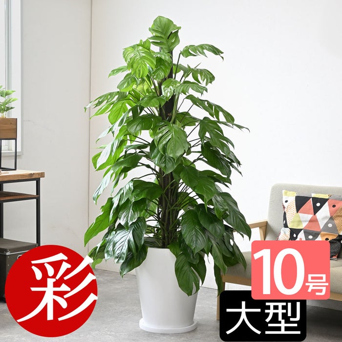観葉植物 通販 マングーカズラ 10号鉢 ファイバークレイ鉢カバー付き 観葉植物 本物