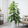 観葉植物 通販 マングーカズラ 10号鉢 ファイバークレイ鉢カバー付き 観葉植物 本物