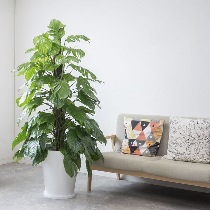 観葉植物 通販 マングーカズラ 10号鉢 ファイバークレイ鉢カバー付き 観葉植物 本物