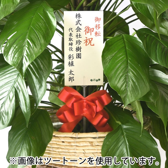 観葉植物 通販 マングーカズラ 10号鉢 ファイバークレイ鉢カバー付き 観葉植物 本物
