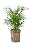 観葉植物 通販 アレカヤシ 8号鉢 キャラメルブラウン鉢カバー付 観葉植物 本物