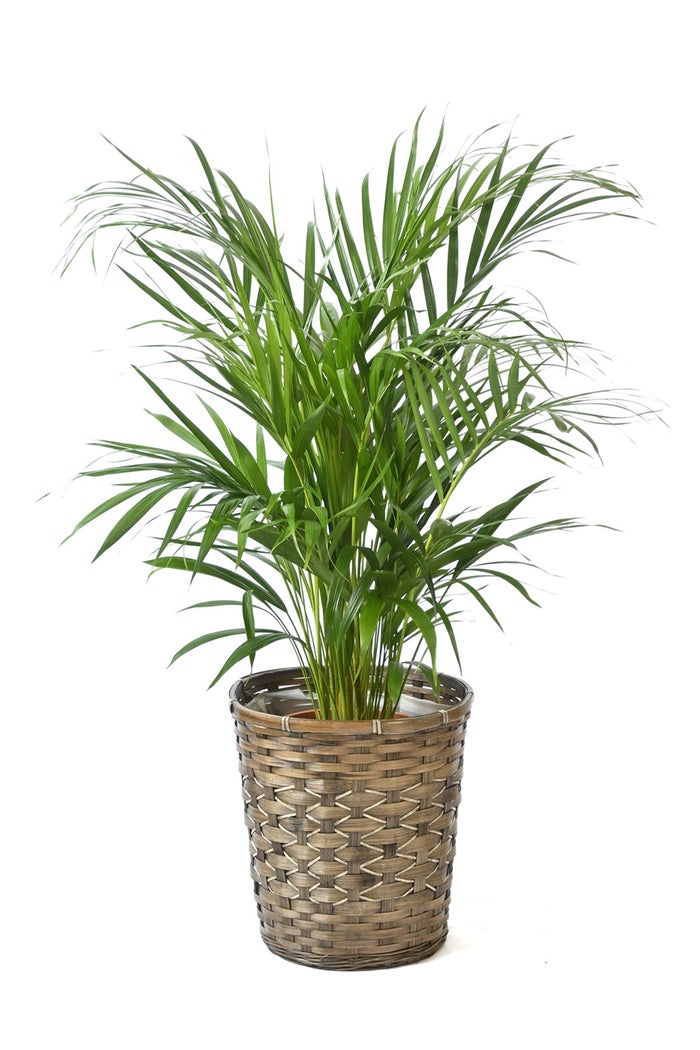 観葉植物 通販 アレカヤシ 8号鉢 キャラメルブラウン鉢カバー付 観葉植物 本物