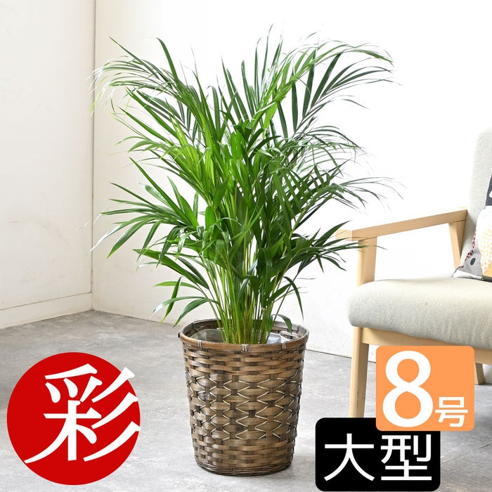 観葉植物 通販 アレカヤシ 8号鉢 キャラメルブラウン鉢カバー付 観葉植物 本物