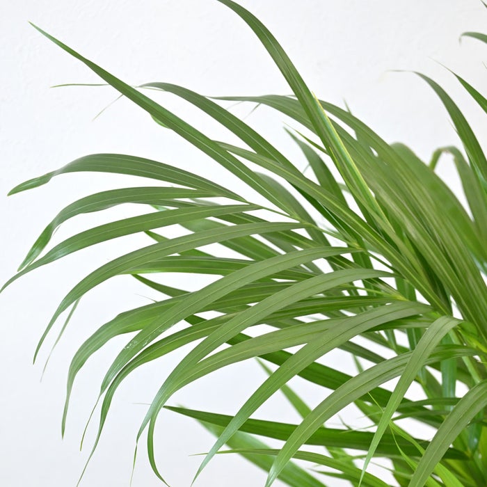観葉植物 通販 アレカヤシ 8号鉢 キャラメルブラウン鉢カバー付 観葉植物 本物