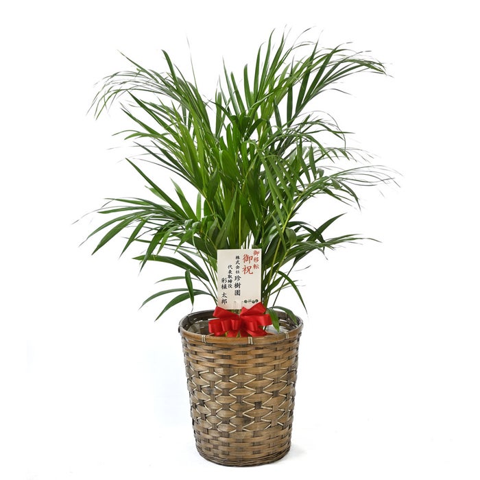 観葉植物 通販 アレカヤシ 8号鉢 キャラメルブラウン鉢カバー付 観葉植物 本物