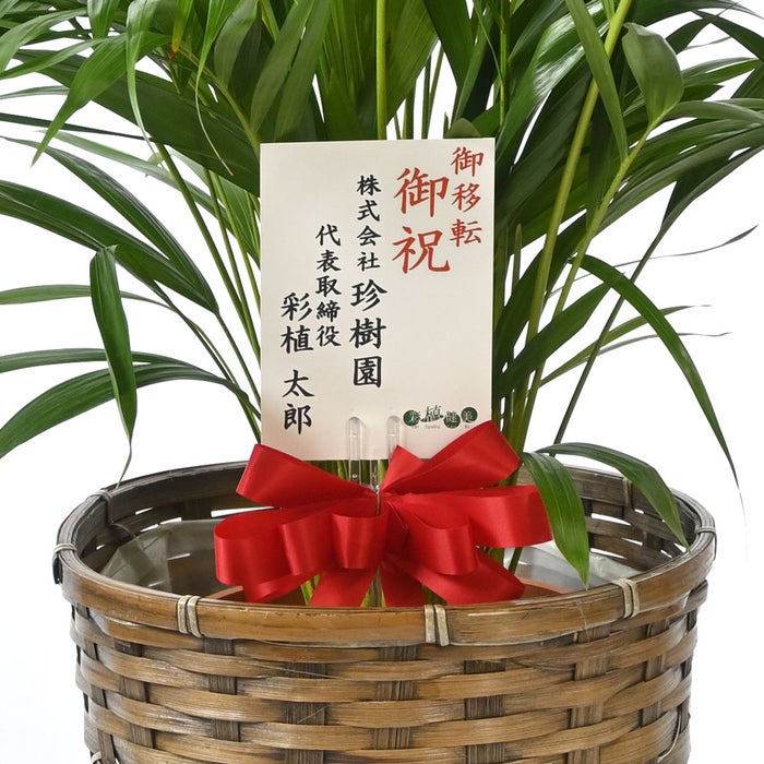 観葉植物 通販 アレカヤシ 8号鉢 キャラメルブラウン鉢カバー付 観葉植物 本物