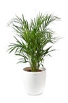 観葉植物 通販 アレカヤシ 8号鉢 ラスター白鉢カバー付 観葉植物 本物